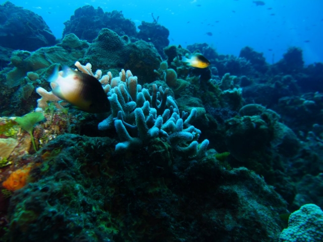 Naturaleza del caribe